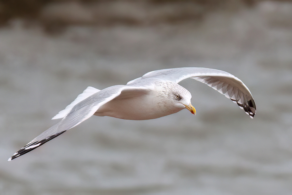 Helgoland im November xr7 8155 motion