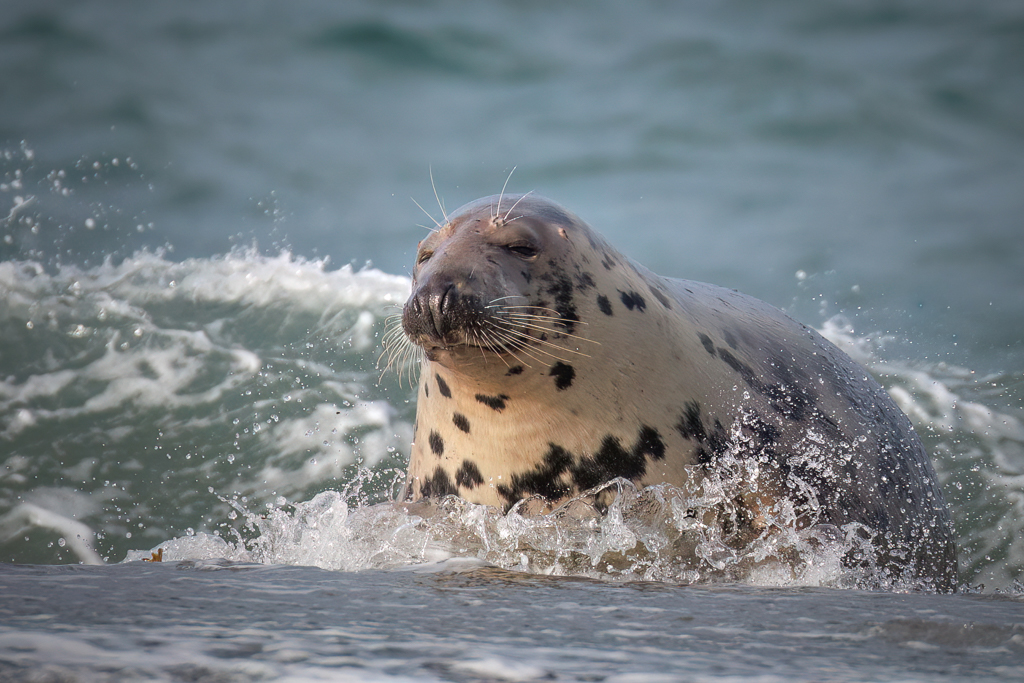Helgoland im November xr7 8845