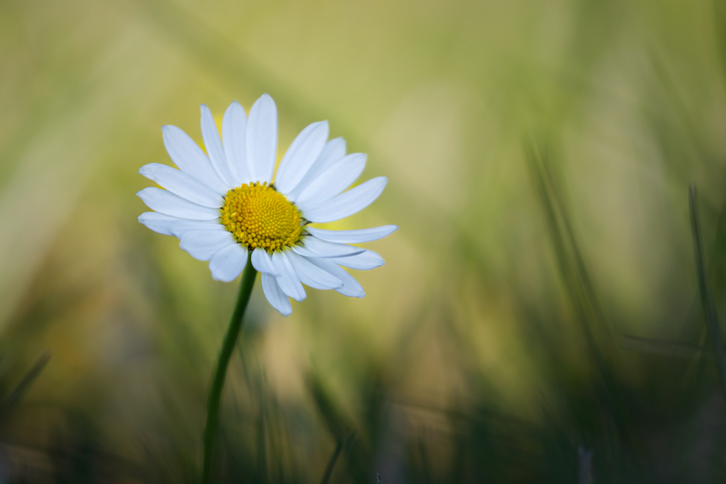 Faszination Makrofotografie – Kleines ganz groß 321a3091